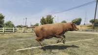 Comment devenir une vache dans GTA 5.