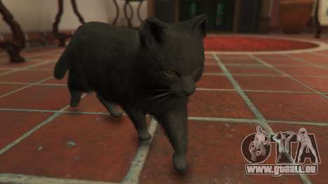 GTA 5 Gray House Cat